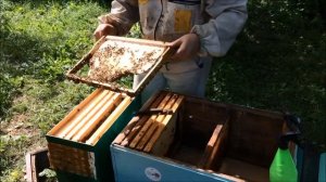 Заселяем два роя в лежак. Запах пчел перебиваем самого