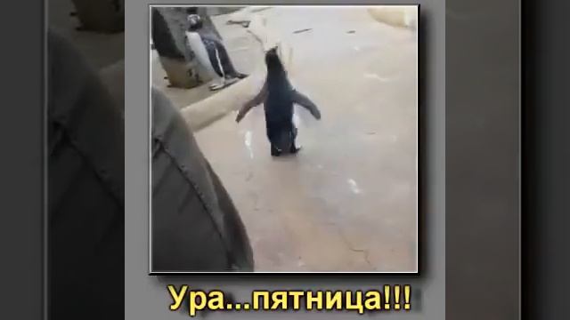 Пятница#Приколы про пингвинов# смотреть онлайн