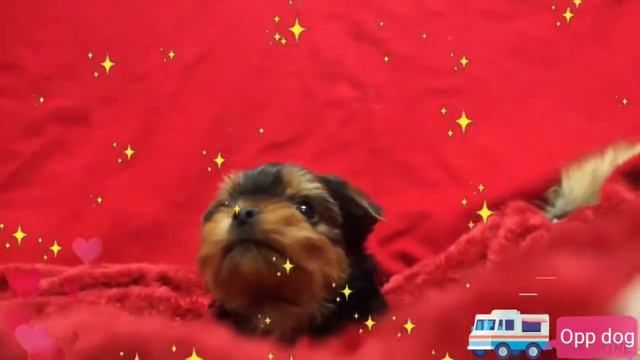 OPP DOG💕МИЛАЯ СОБАКА 💕SO CUTE💕[HD]💕 I LOVE YOU💕Я МЕЧТАЮ, У МЕНЯ ЕСТЬ ТАКАЯ МИЛАЯ СОБАКА💕💕💕💕 смотреть онлайн