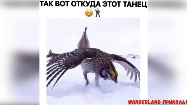 Топовые лучшие приколы Юмор 2020 [ Приколы Jokes #71 ] смотреть онлайн