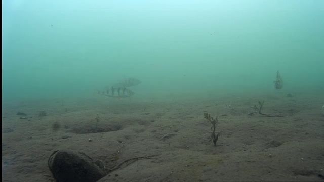 Братское водохранилище. Окунь позирует на камеру. Подводное видео. 15.04.16г смотреть онлайн