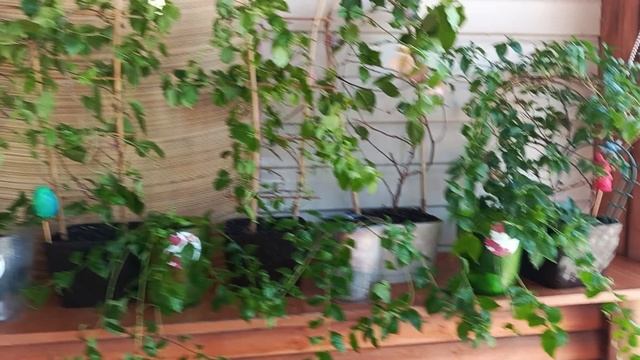 Много работы сделали. Уборка, прополка,спасали кур от жары. У нас сегодня + 32 было. смотреть онлайн