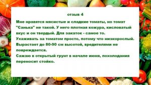 Томат Санька отзывы дачников