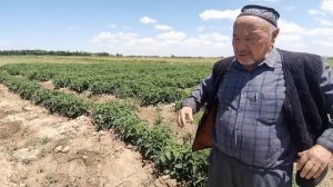 Помидор етиштириш сирлари.