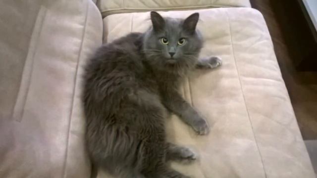 Котик любит хип хоп