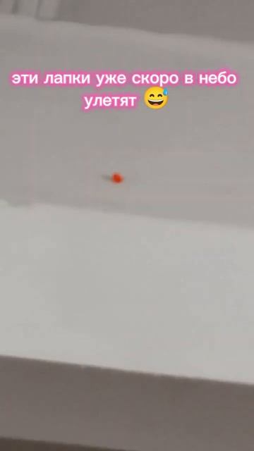 Там ещё на потолке над лестницей были 😂 #roblox #robloxshorts #т смотреть онлайн