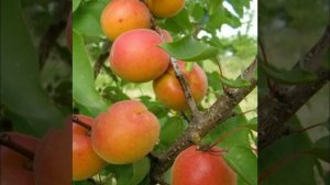 Абрикос Графиня 3-х лет