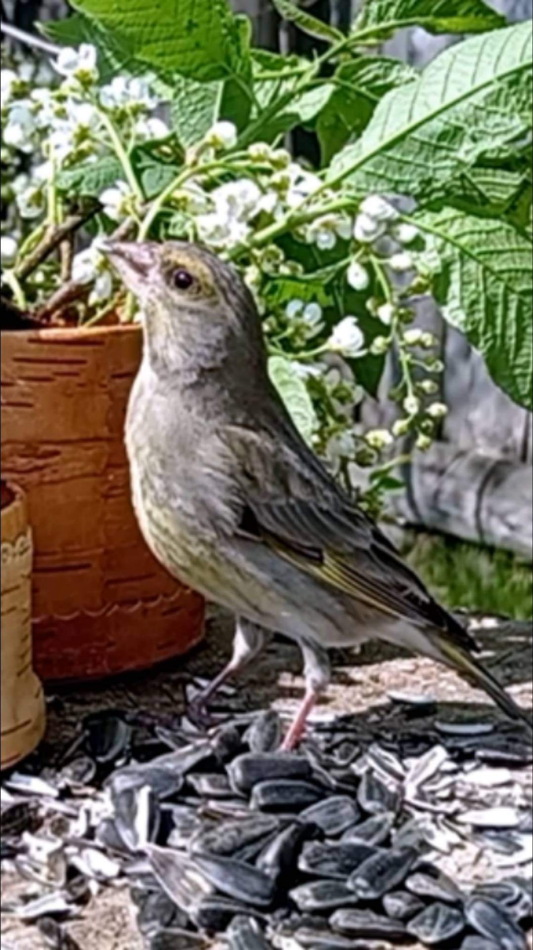 Зеленушка пьёт водичку смотреть онлайн