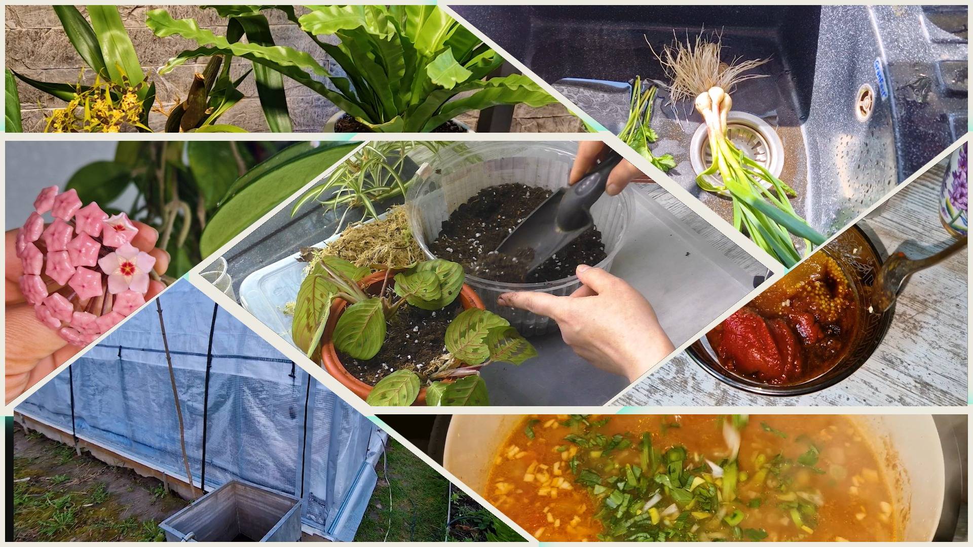 Мариную рульку, а из бульона Харчо. Пересадка комнатных цветов. Холодный май. смотреть онлайн