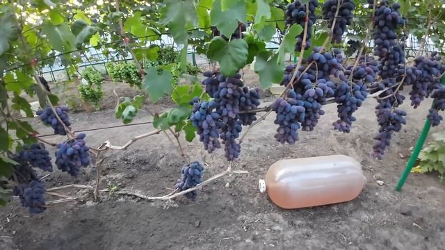 Самые урожайные сорта винограда . Сезон 2024г. смотреть онлайн