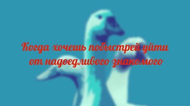 Гуси Гуси Гагага #3 - Мутный выпуск смотреть онлайн