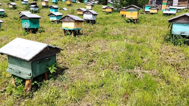 Пасека на Алтае. Делаем отводки. Быт на пасеку. смотреть онлайн