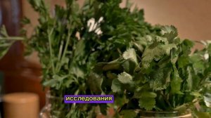 Кинза лечит ? Шокирующие факты , польза и вред , о котор?