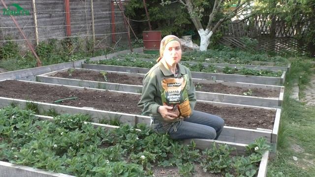 Подкормка куриным пометом: вот что нужно клубнике для урожая - 7 дач