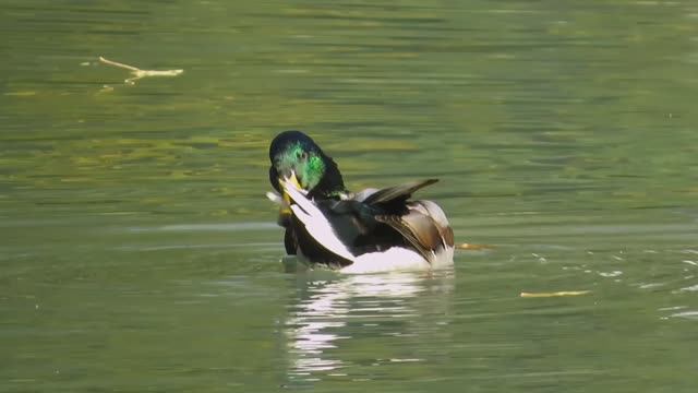 Дикая Россия, Ханты-Мансийск. Купание крякв смотреть онлайн