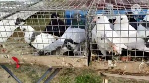 Выставка голубей Краснодар