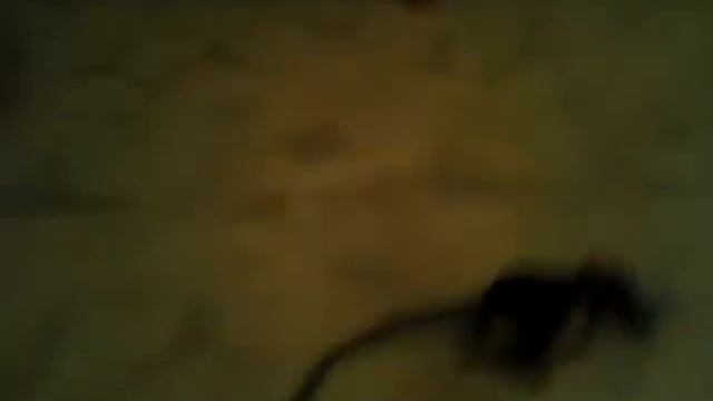 Я сейчас в гостях приколистки Насти смотреть онлайн