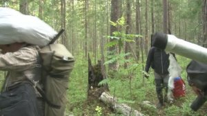 По сибирским болотам ха трофеем. Озеро огромной щуки