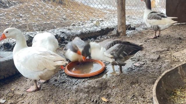 #Брачный танец гусей #Mating dance of geese смотреть онлайн
