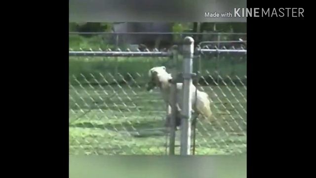 😂Приколы про животных!😂 Ржачь до слез😂👍 смотреть онлайн