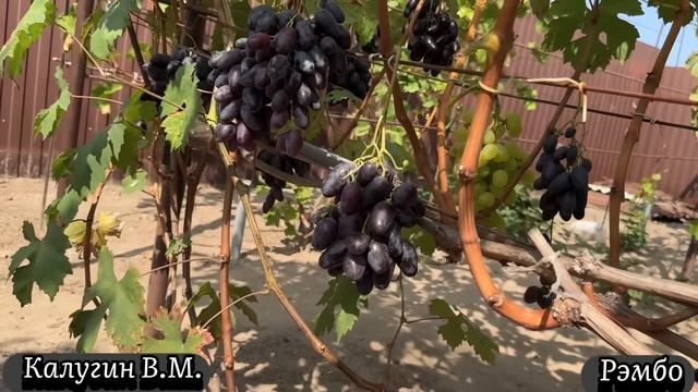 #24/15 часть 1/2 Беларусь. В гостях на винограднике семьи Х смотреть онлайн