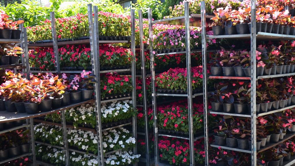 Уличные цветы в ассортименте