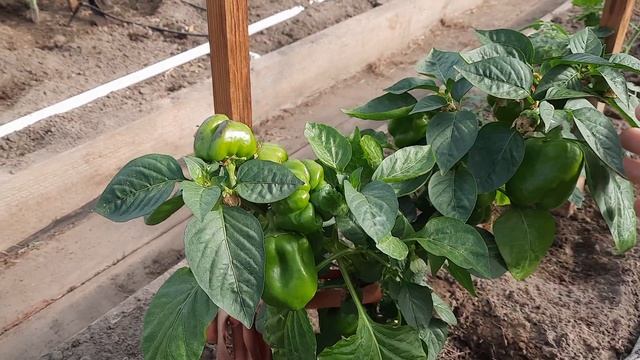 История одного перца 🫑🌶 смотреть онлайн