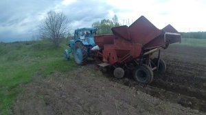 Мтз 52 сажает картофель  картофелесажалкой ксм 4