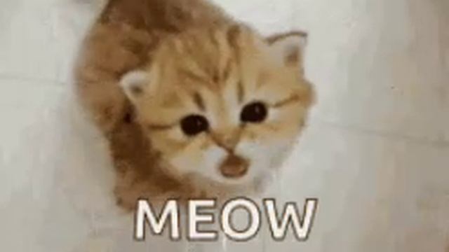 котяки