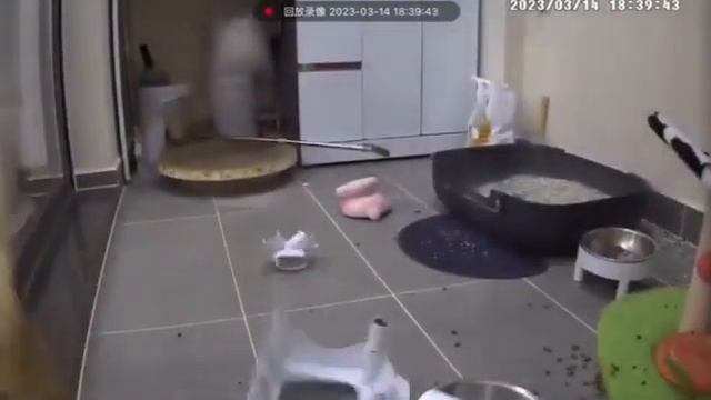 не засмейся челлендж, смешные котики, смешной котик, швабра падает на котика. смотреть онлайн