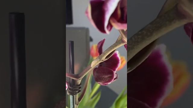 Новая ОРХИДЕЯ смотреть онлайн