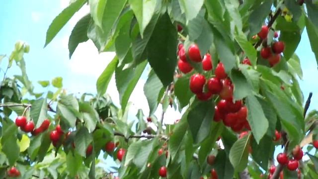 Моя черешня! А болваны все обрезают, урожаев тока НЕТ. .