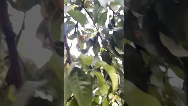 Вкусный персики растут на деревьях красивые 26 сентябр