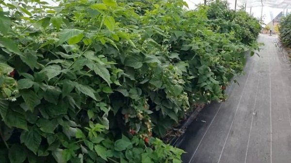 Малина Халей и Моллинг Белла.