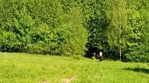 Природно-исторический лесопарк "Бицевский лес" . Необычайно красивое лесное поле майским днем