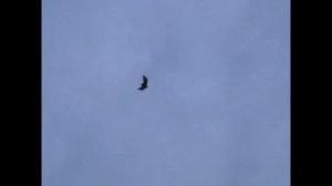 генические голуби Николаенко С.А.