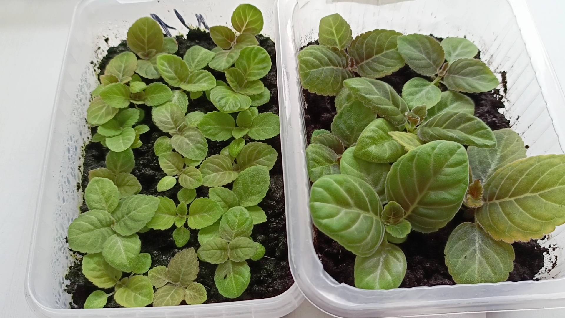 Глоксинии, выращивание из семян, вторая пикировка, чем подкормить и когда смотреть онлайн