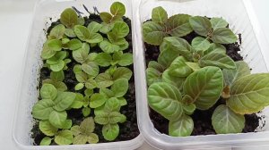 Глоксинии, выращивание из семян, вторая пикировка, чем подкормить и когда