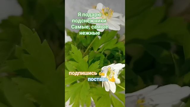 ДАРИТЕ женщинам ЦВЕТЫ / Я подарю ПОДСНЕЖНИКИ самые сам смотреть онлайн