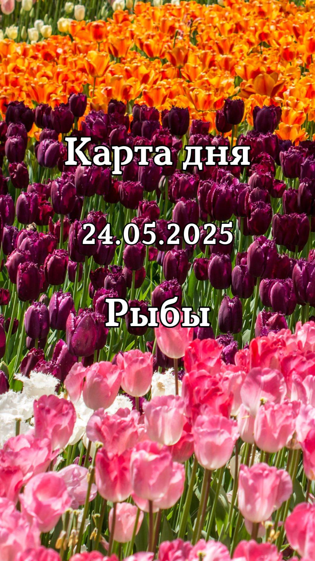 ✨Карта дня 24.05.2025 Рыбы смотреть онлайн