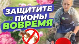 ЗАЩИТИТЕ ПИОНЫ ВОВРЕМЯ