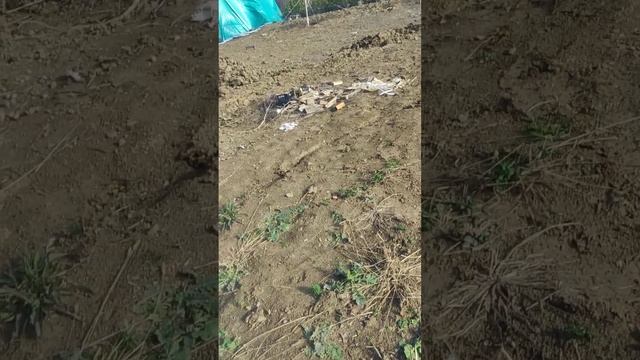 Миниэкскаватор Rippa в  работе