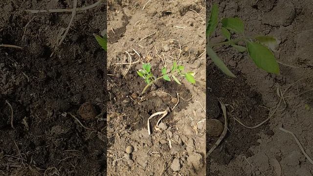 11 мая 2025. Рассада томатов через неделю после посадки.