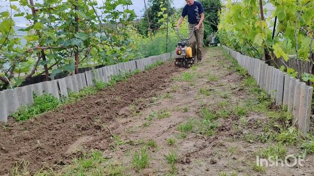 15 июня 2024 года. Беларусь. Чтоб виноград дышал ? смотреть онлайн