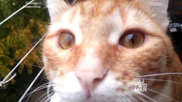 Смешные коты и кошки - видео приколы с кошками #6 смотреть онлайн