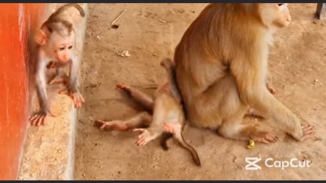 Что ты делаешь , Lily ? 1000007213.mp4 смотреть онлайн