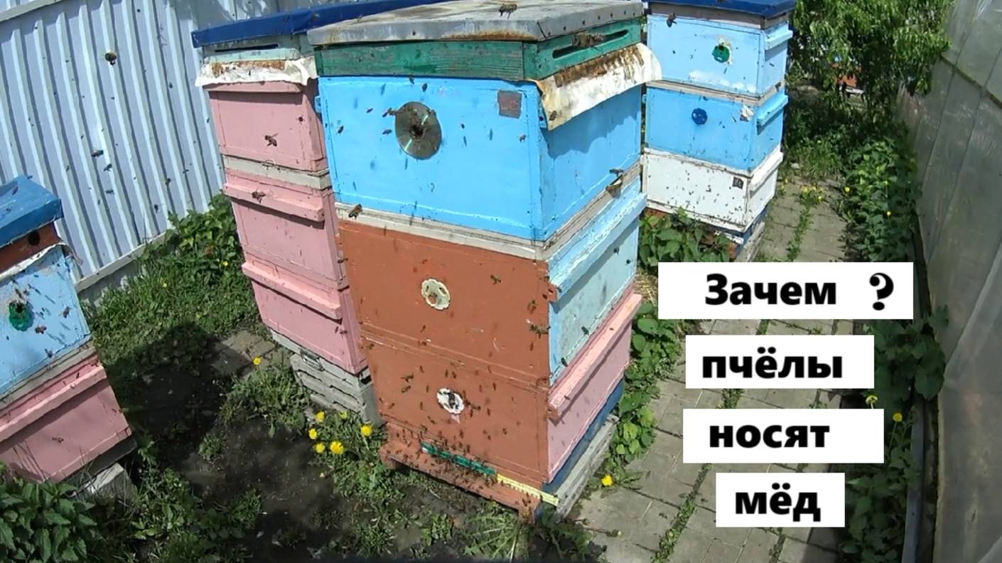 Зачем пчёлы носят мёд ? смотреть онлайн