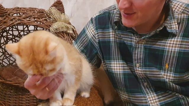 2 серия! Знакомство с нашими питомцами! Персик!)) Владел смотреть онлайн