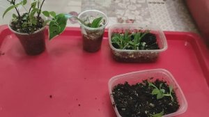 РЕЗУЛЬТАТ ЧЕРЕНКОВАНИЯ МЕТЕЛЬЧАТЫХ ГОРТЕНЗИЙ #черенкование #гортензии #размножениегортензий #саженцы