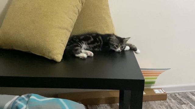 Котенок Персик наводит порядок в доме